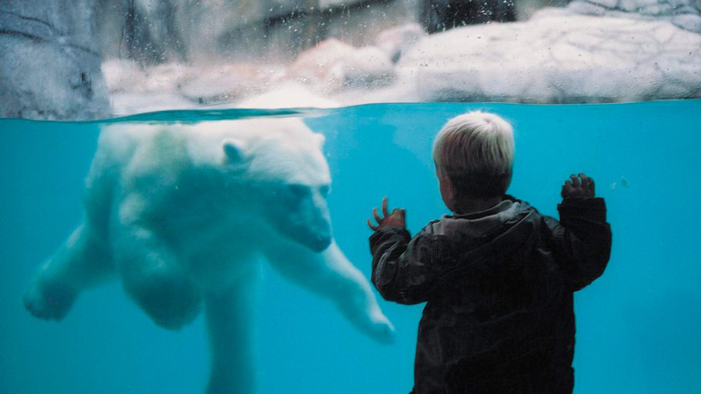 Isbjørn i Aalborg Zoo