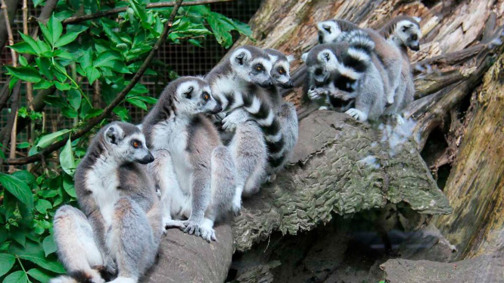 Besøk Aalborg Zoo i Nordjylland