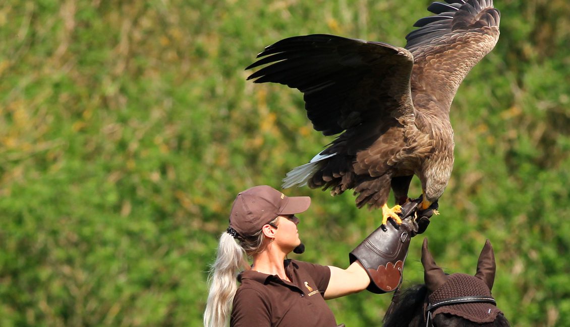 Fugleshow på Eagleworld