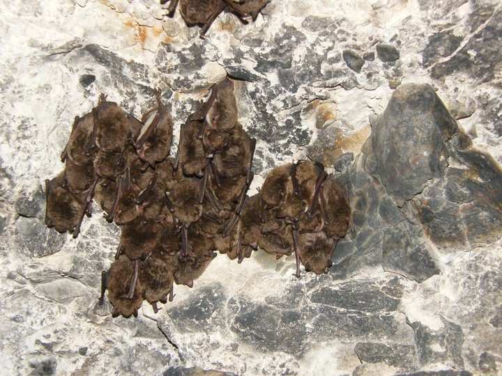 Flagermus sover i Kalkgruber