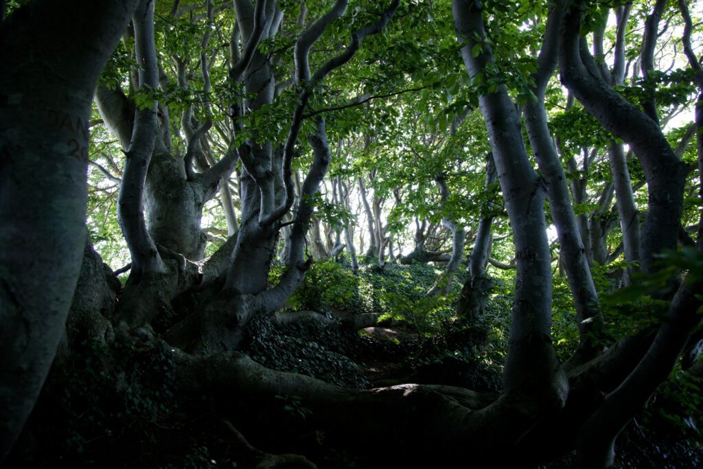 Troldeskoven i Mols Bjerge