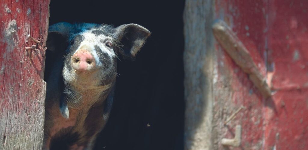 Dyr i Den Fynske Landsby