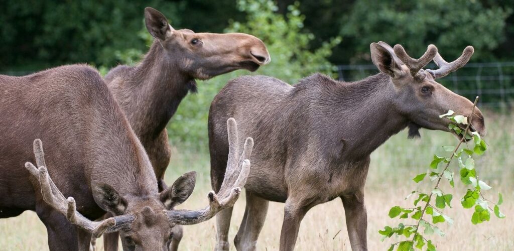 Elge i Skandinaviske Dyrepark
