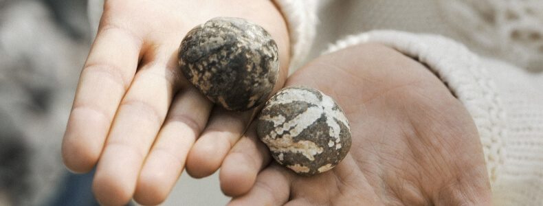 Fossiler Møns klint