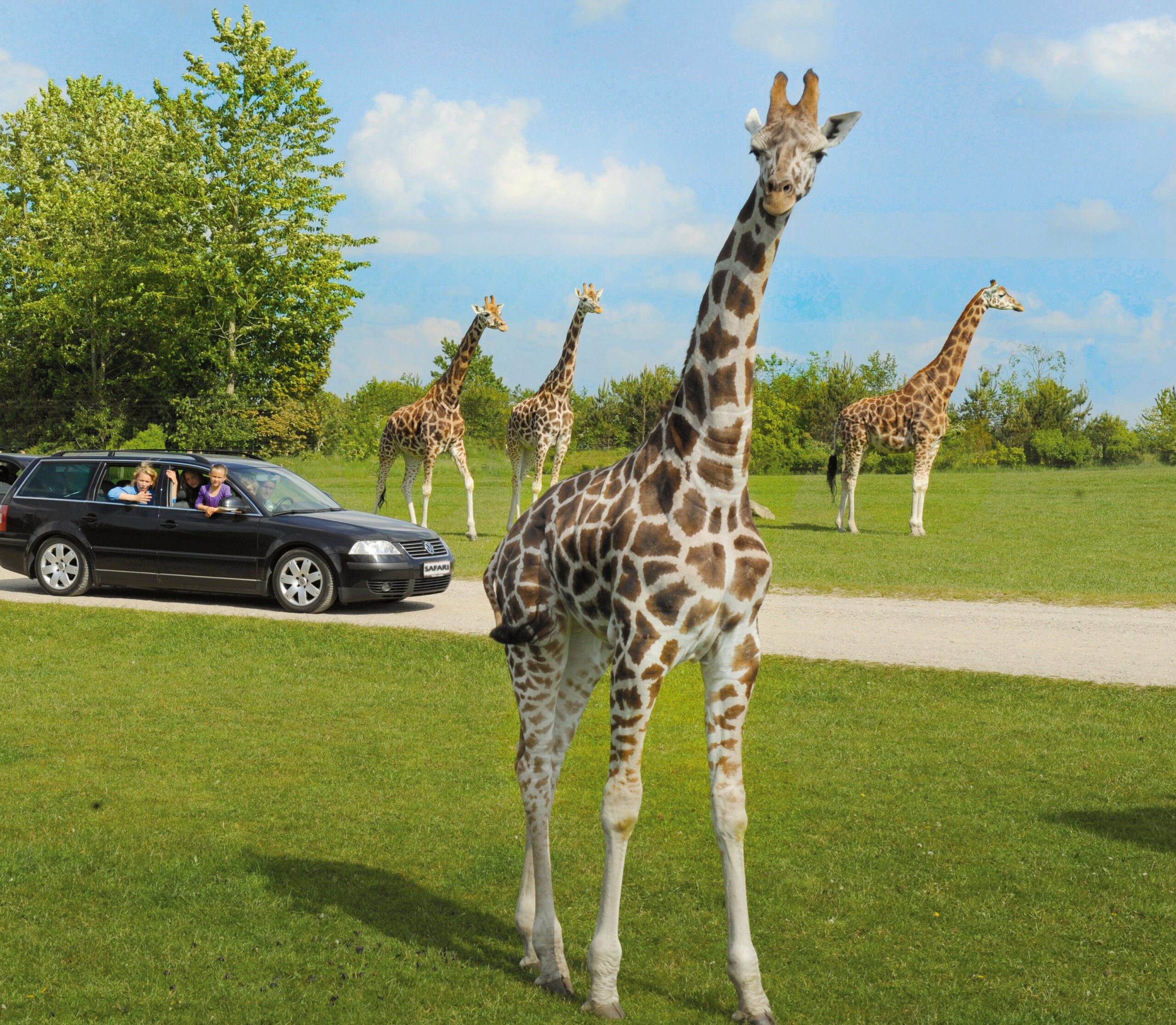 Giraff i Givskud Zoo