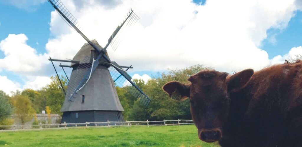 Ku i Den Fynske Landsby