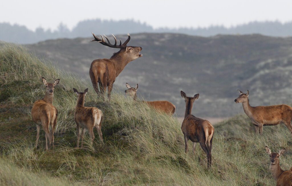 Krondyr i Nationalparken