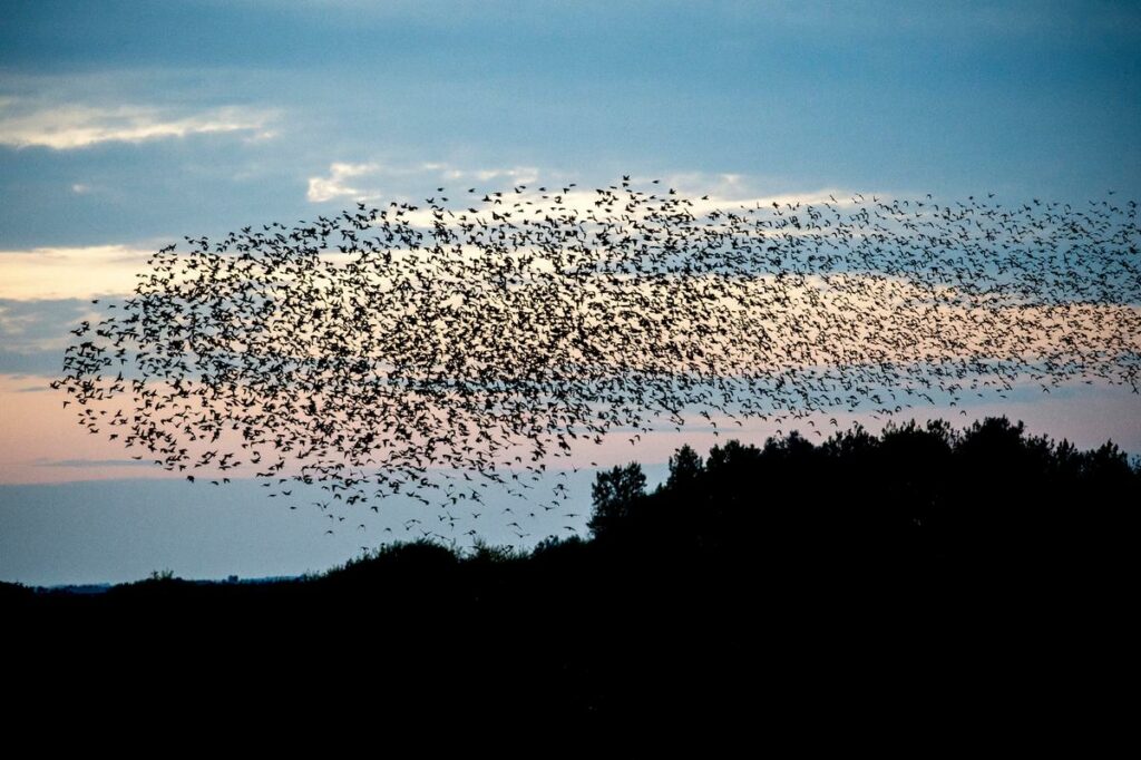 Sort Sol ved Vadehavet