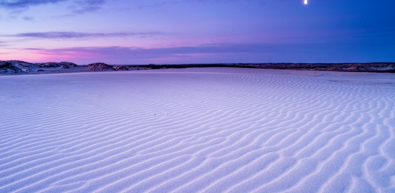 Vandreklitten Råbjerg Mile ved Skagen