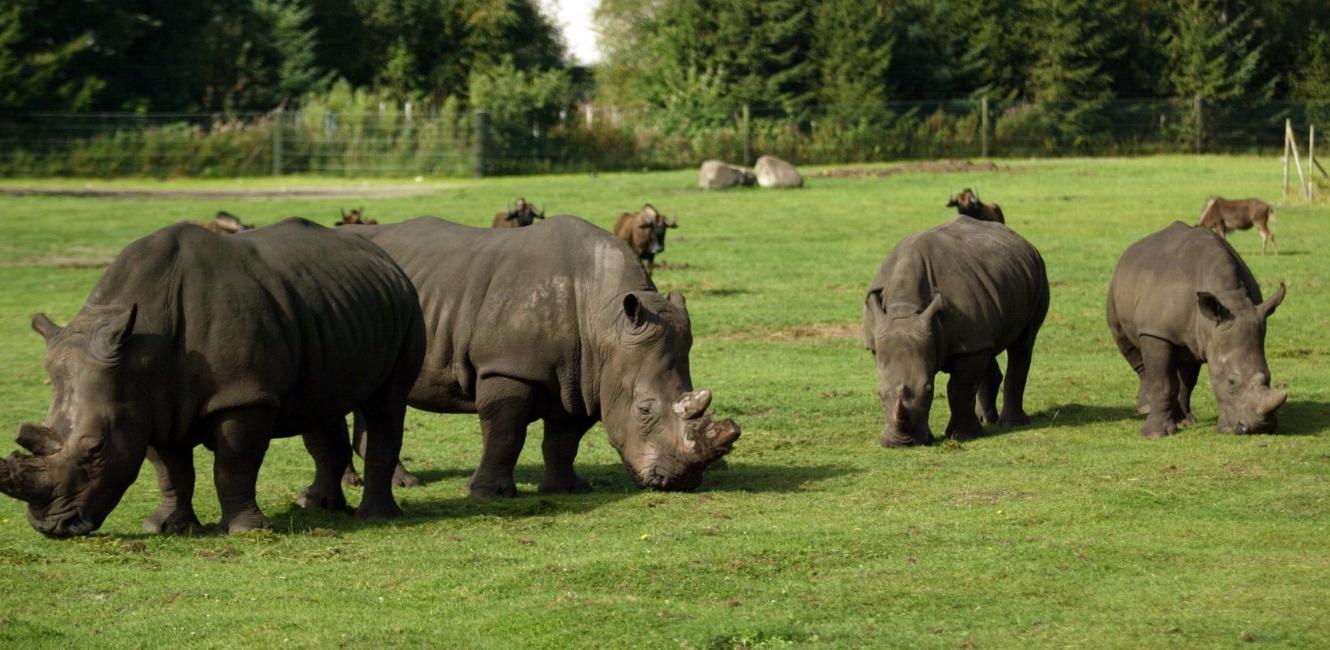Neshorn på safaritur i Givskud Zoo