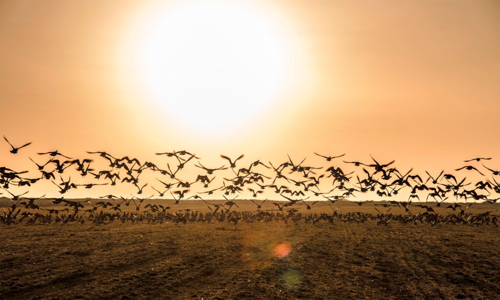 Fugler ved Ringkøbing Fjord