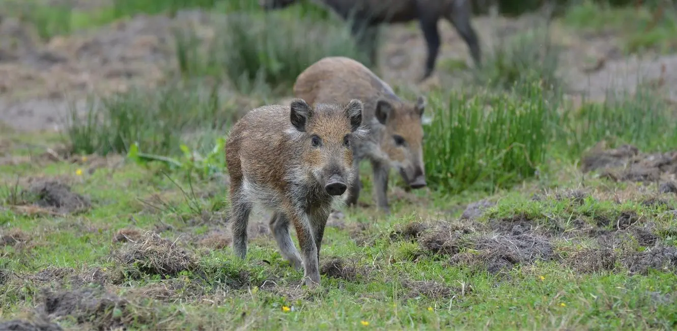 Små vildsvin på Lille Vildmose center
